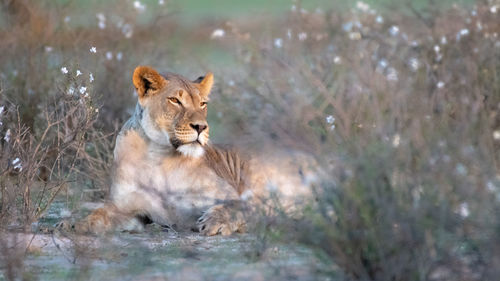 Cat lying on a land