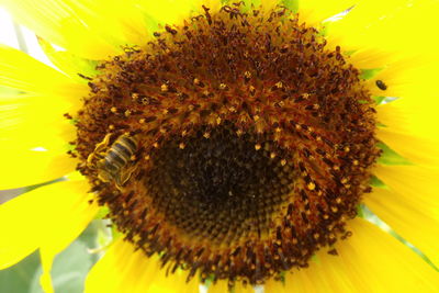 Close-up of bee on sunflower