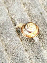 Close-up of snail