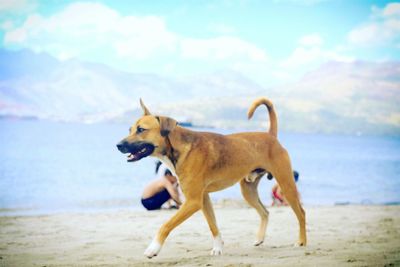 Dog on beach at sunset