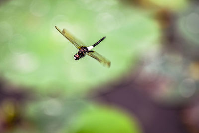 Close-up of dragonfly in flight