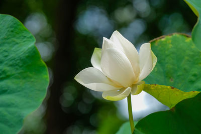 Close-up of white flowering plant