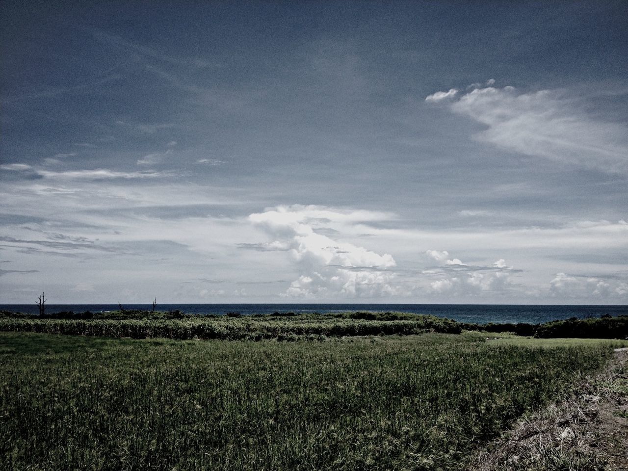 tranquil scene, tranquility, field, sky, grass, landscape, scenics, beauty in nature, rural scene, nature, agriculture, cloud, horizon over land, horizon over water, water, cloud - sky, growth, farm, idyllic, plant