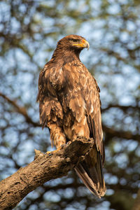 Low angle view of eagle perching on tree