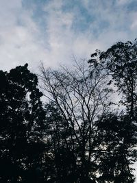 Low angle view of silhouette trees against sky