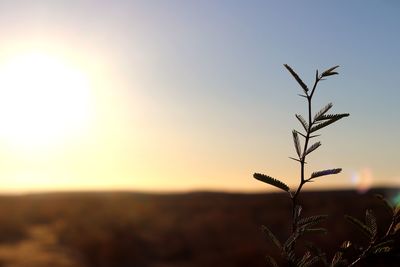 Close-up of stalks against sunset