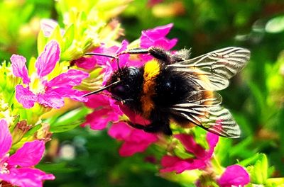 Close-up of bee on flower