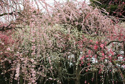 Pink flowers on tree
