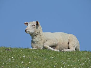 Sheep lying on a dyke