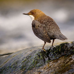 Close-up of bird perching on rock