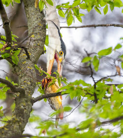 Low angle view of bird perching on branch