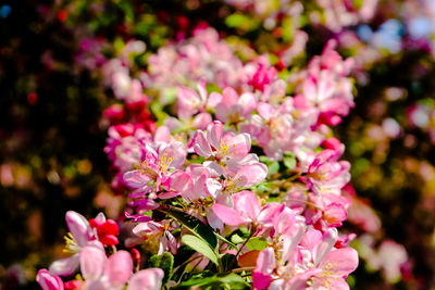 Close-up of pink flowering plants