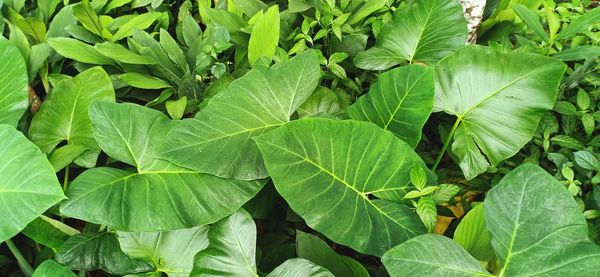 Full frame shot of green leaves