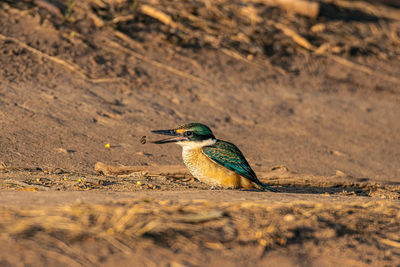 Bird perching on a land
