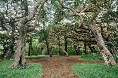 Trees in forest