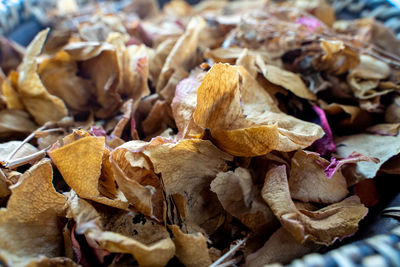 Close-up of dried leaves