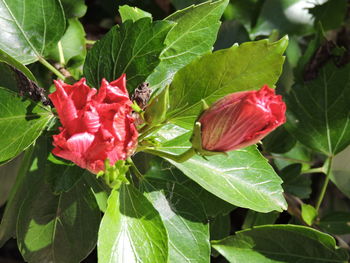 Close-up of red rose plant