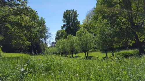 Trees growing in field