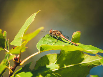 Close-up of insect on leaf