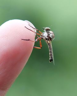 Robber fly on the finger