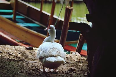 Muscovy duck perching against moored boat