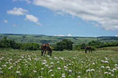 Horses grazing in a field