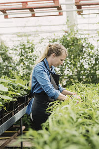 Side view of senior man working on plants