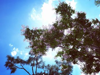 Low angle view of tree against sky