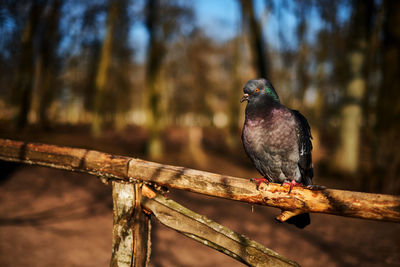 Close-up of bird perching on metal railing