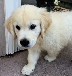 Portrait of white dog