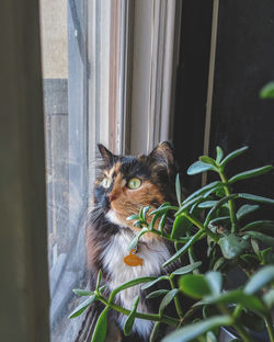 Cat on window sill