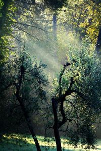 Sun shining through trees in forest