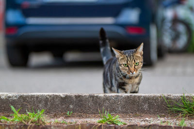 Portrait of a cat