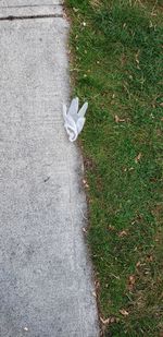 High angle view of white bird on field