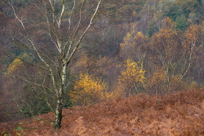 Plants growing on land during autumn