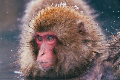 Close-up of monkey