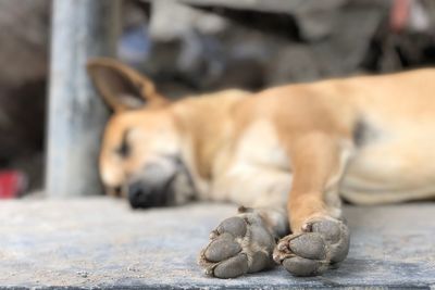 Dog sleeping