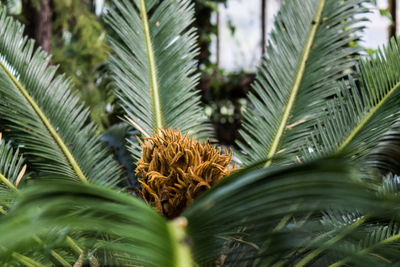 Close-up of palm tree