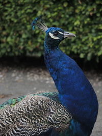 Close-up of peacock