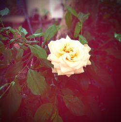 Close-up of rose blooming outdoors