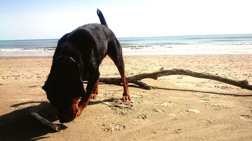 Dog on beach against sea