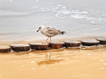 Seagull perching on wooden post at beach