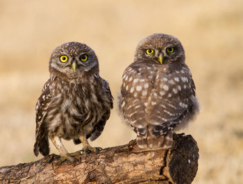 Close-up of owls on tree stump