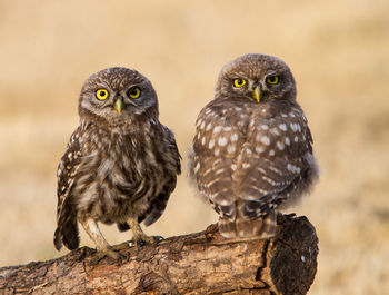 Close-up of owl perching on white wall