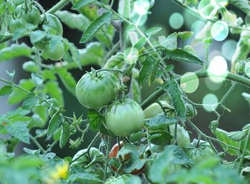 Close-up of fruits growing on tree