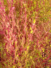 Full frame shot of multi colored background