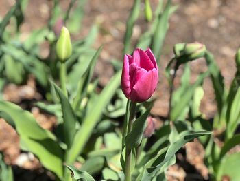 Close-up of pink flowering plant