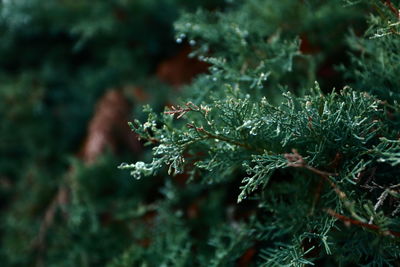 Close-up of water drops on plant during winter