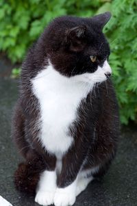 Close-up of cat looking away