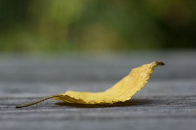 Close-up of yellow flower